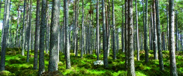 Investir Dans Les Bois Et Forets Profession Cgp